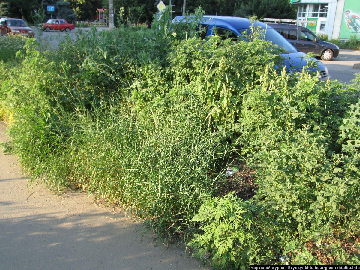 Зеленые Желтые Воды. Заросли в городе