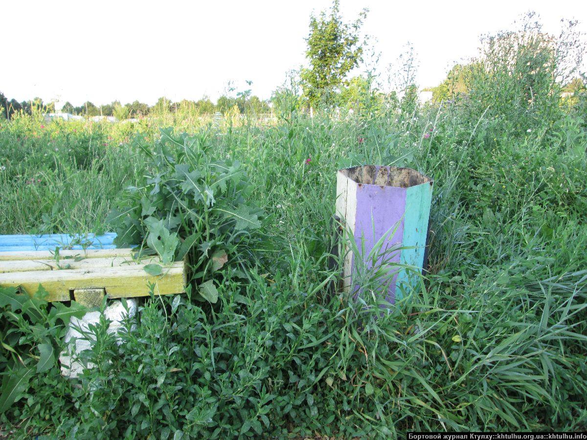 Зеленые Желтые Воды. Заросли в городе