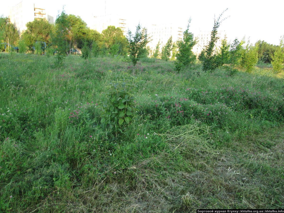 Зеленые Желтые Воды. Заросли в городе