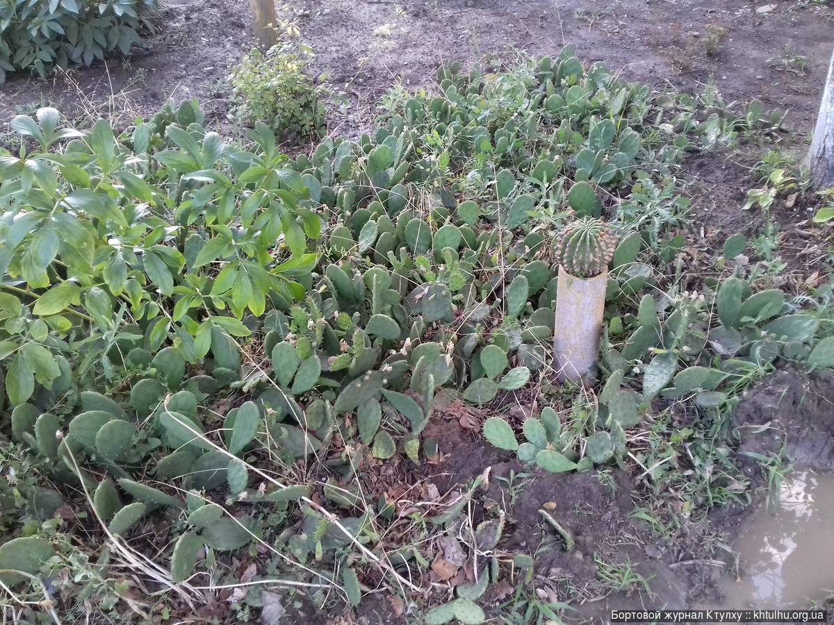 Огород с кактусами в Скадовске