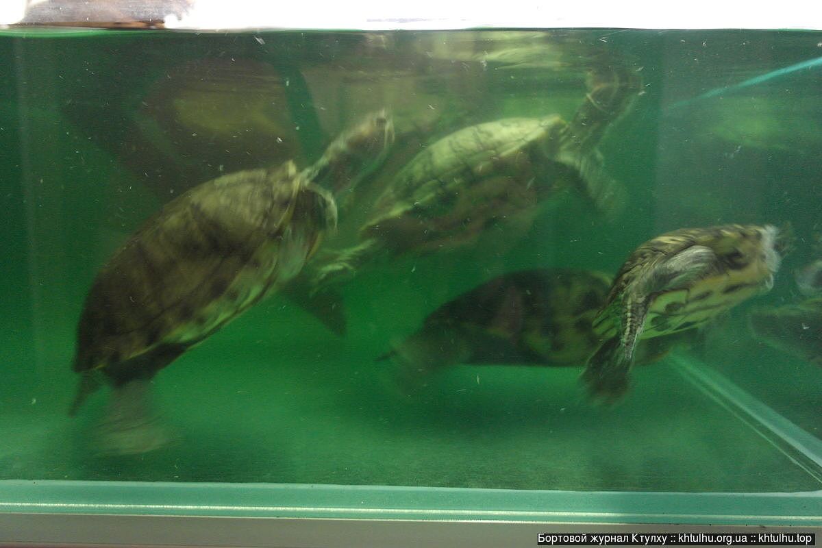 Днепровский аквариум