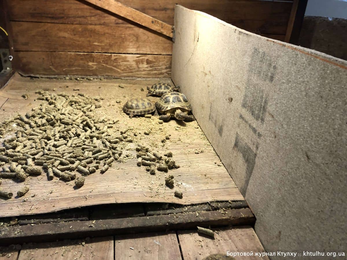 Выставка черепах в Желтых Водах :: Бортовой журнал Ктулху :: khtulhu.org.ua